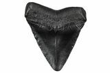 Juvenile Megalodon Tooth - South Carolina #340448-1
